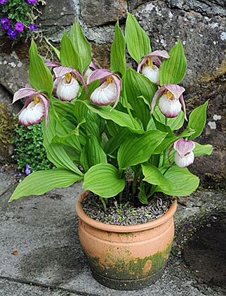 Cypripedium Sabine after 9 years of pot culture