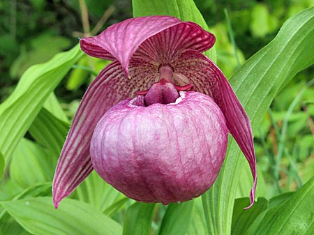 Cypripedium Ann Elizabeth, Blüte Cypripedium Ann Elizabeth, Blüte
