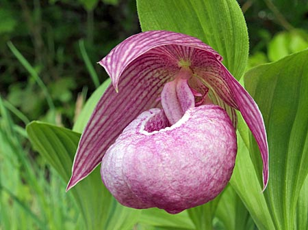 Cypripedium Ann Elizabeth, Blüte Cypripedium Ann Elizabeth, Blüte
