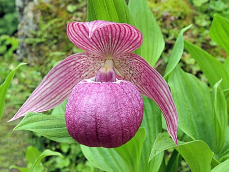 Cypripedium Ann Elizabeth, Blüte Cypripedium Ann Elizabeth, Blüte