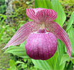 Cypripedium Ann Elizabeth Cypripedium Ann Elizabeth