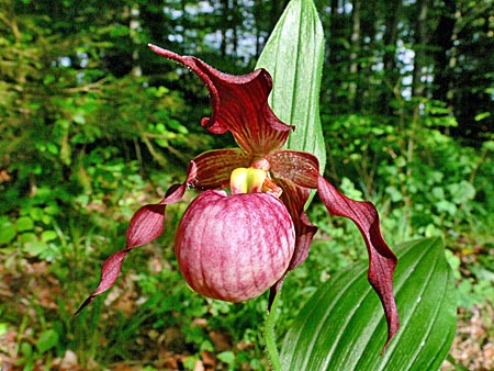 Cypripedium Anna, Blüte