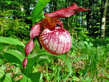 Cypripedium Anna, Blüte