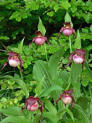 Cypripedium Anna, clump