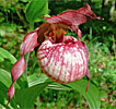 Cypripedium Anna