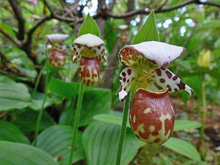 Cypripedium Alaskanum, bräunliche Variante, Blüten