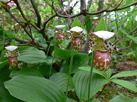 Cypripedium Alaskanum, bräunliche Variante, Horst