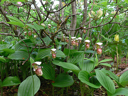 Cypripedium Alaskanum, brownish variety, clump