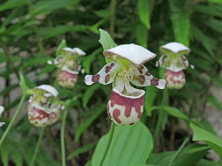 Cypripedium Alaskanum, reddish variety, clump