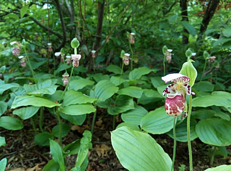 Cypripedium Alaskanum, reddish variety, clump