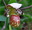 Cypripedium Alaskanum