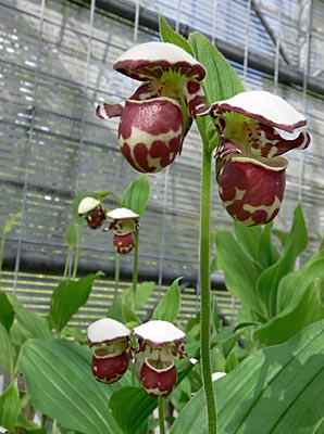 Doppelblüten von Cypripedium Alaskanum