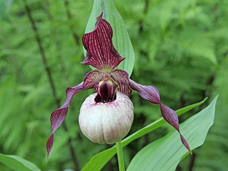 Cypripedium Axel, Blüte