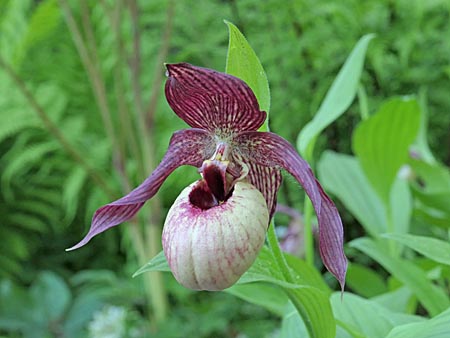 Cypripedium Axel, Blüte