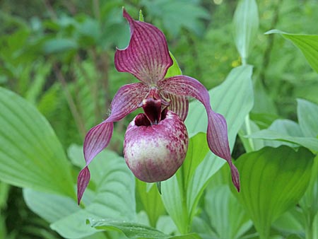 Cypripedium Axel, Blüte