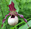 Cypripedium Axel