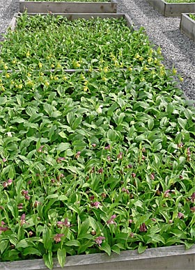 Cypripedium hybrids in bed cultivation Cypripedium hybrids in bed cultivation