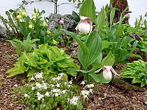 Good companion plants for cypripediums