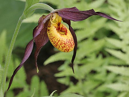 Cypripedium Chauncey, Blüte