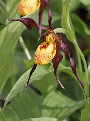 Cypripedium Chauncey, Blüte