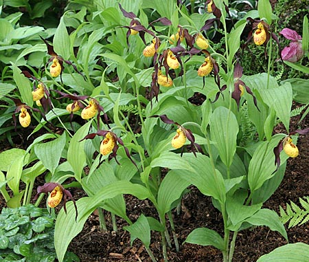 Cypripedium Chauncey, clump Cypripedium Chauncey, clump