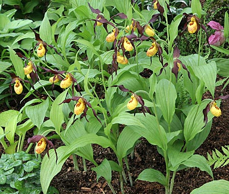 Cypripedium Chauncey, clump