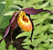 Cypripedium Chauncey