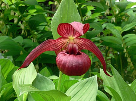 Cypripedium Christian, flower