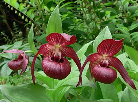 Cypripedium Christian, Blüte