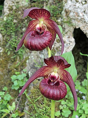 Cypripedium Christian, Doppelblüte