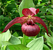 Cypripedium Christian