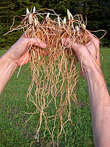 Gesunde Rhizome in Frosch®-Qualität