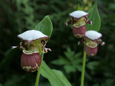 Cypripedium 'Frosch's Alaskan Beauty', flowers