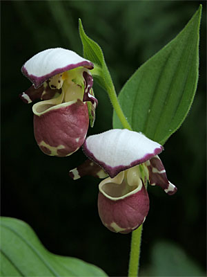 Cypripedium 'Frosch's Alaskan Beauty', twin flower Cypripedium 'Frosch's Alaskan Beauty', twin flower