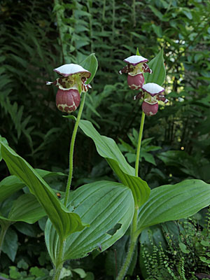 Cypripedium 'Frosch's Alaskan Beauty', clump Cypripedium 'Frosch's Alaskan Beauty', clump