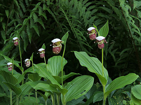 Cypripedium 'Frosch's Alaskan Beauty', clump