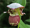 Cypripedium 'Frosch's Alaskan Beauty'