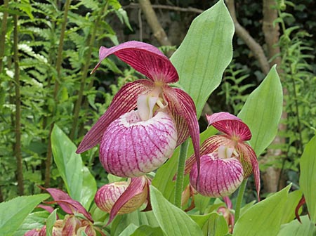 Cypripedium Frosch s Harlequin Frosch Exclusive Perennials