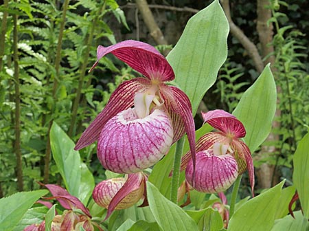 Cypripedium 'Frosch's Harlequin', flower