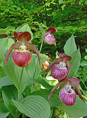 Cypripedium 'Frosch's Harlequin', group