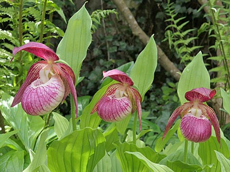 Cypripedium 'Frosch's Harlequin', Gruppe