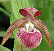 Cypripedium 'Frosch's Harlequin'