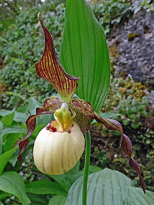 Cypripedium 'Frosch's Mother Earth', flower