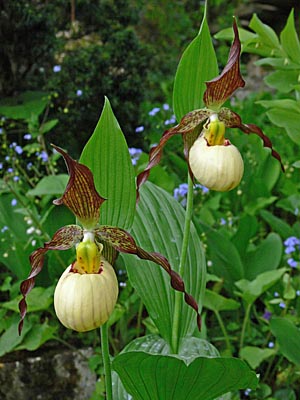 Cypripedium 'Frosch's Mother Earth', Blüte