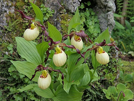 Cypripedium 'Frosch's Mother Earth', Horst