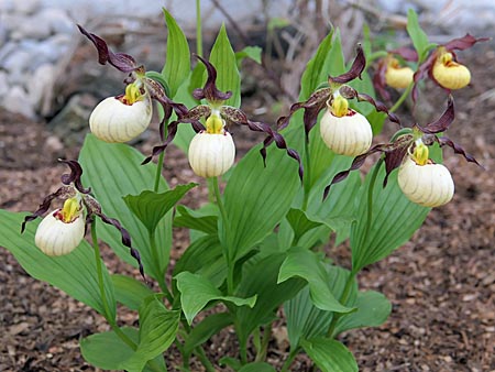 Cypripedium 'Frosch's Mother Earth', Horst