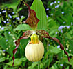 Cypripedium 'Frosch's Mother Earth'