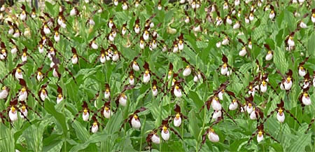 Cypripedium 'Frosch's Mountain King'