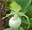 Cypripedium 'Frosch's Queen of the Mist'