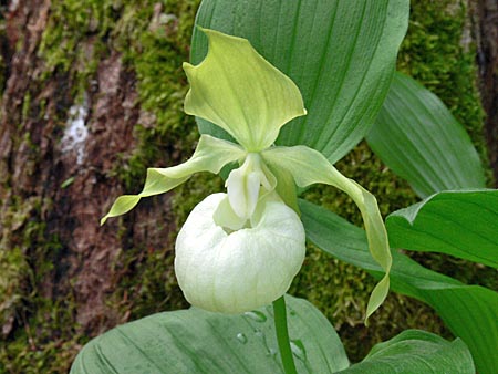 Cypripedium 'Frosch's Queen of the Mist', Blüte